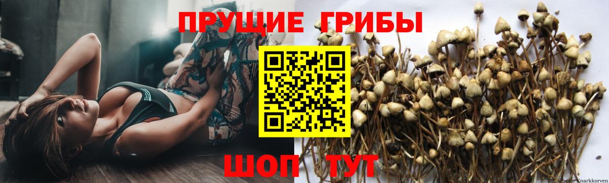 Псилоцибиновые грибы Psilocybe Вольск